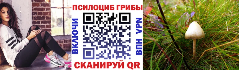 закладки Буинск Псилоцибиновые грибы Psilocybe